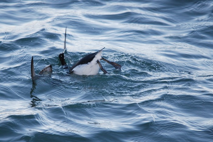 Brunnich's Guillemot