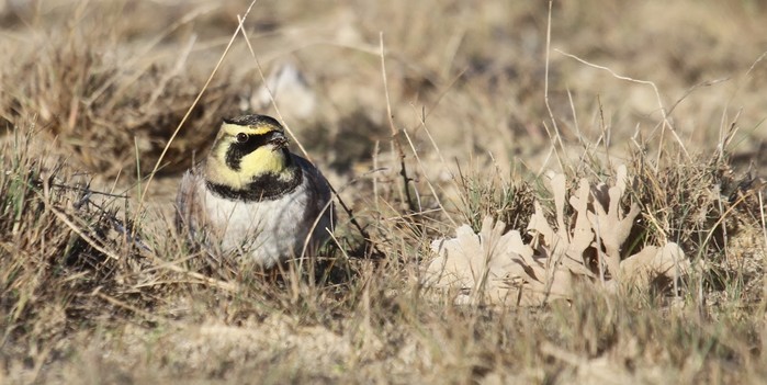 Shorelark