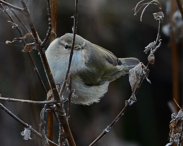 Siberian Chiffchaff