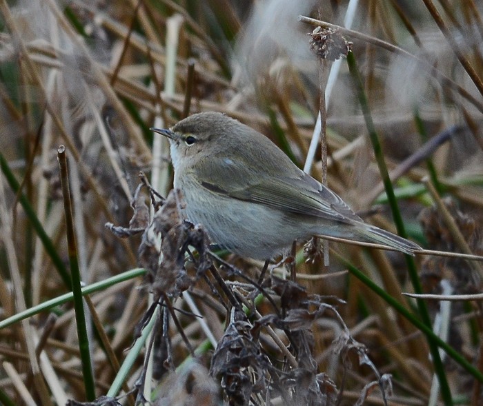 Siberian Chiffchaff