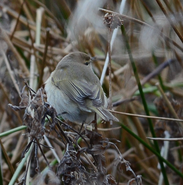 Siberian Chiffchaff
