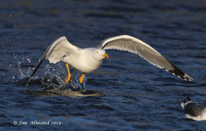 Yellow-legged Gull