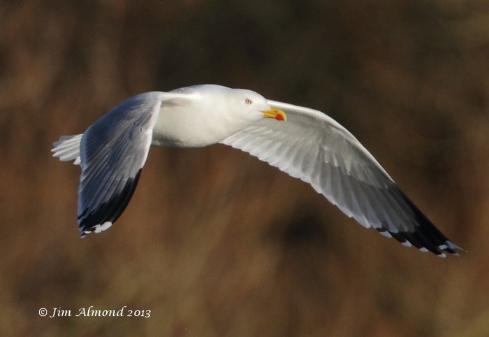 Yellow-legged Gull