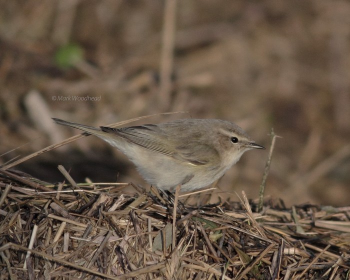 Siberian Chiffchaff