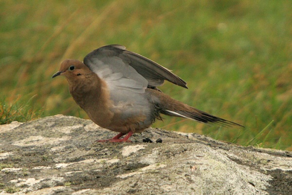 Mourning Dove