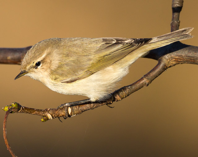 Siberian Chiffchaff