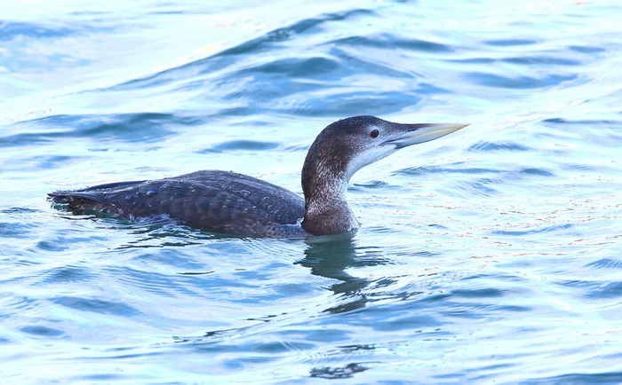 White-billed Diver
