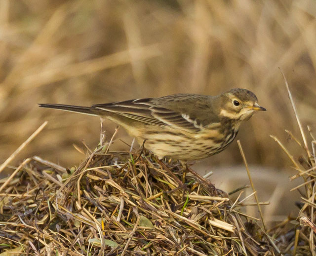 American Buff-bellied Pipit