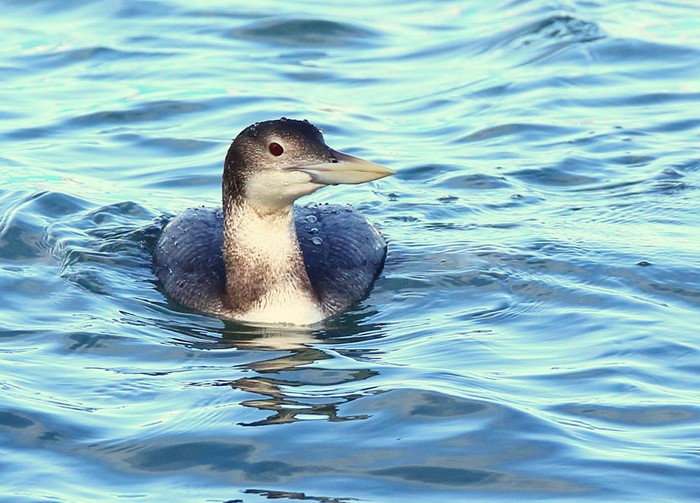 White-billed Diver