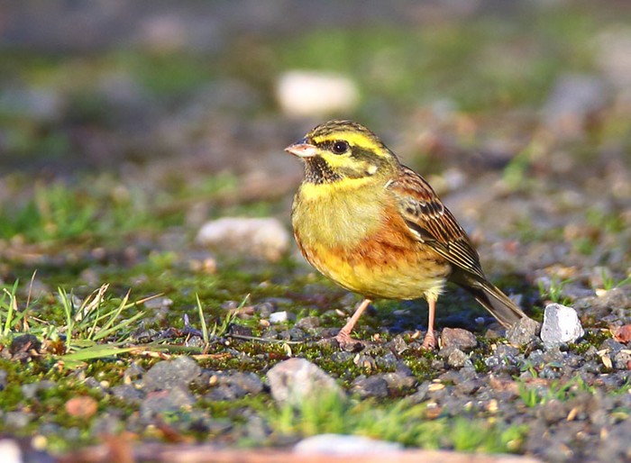 Cirl Bunting