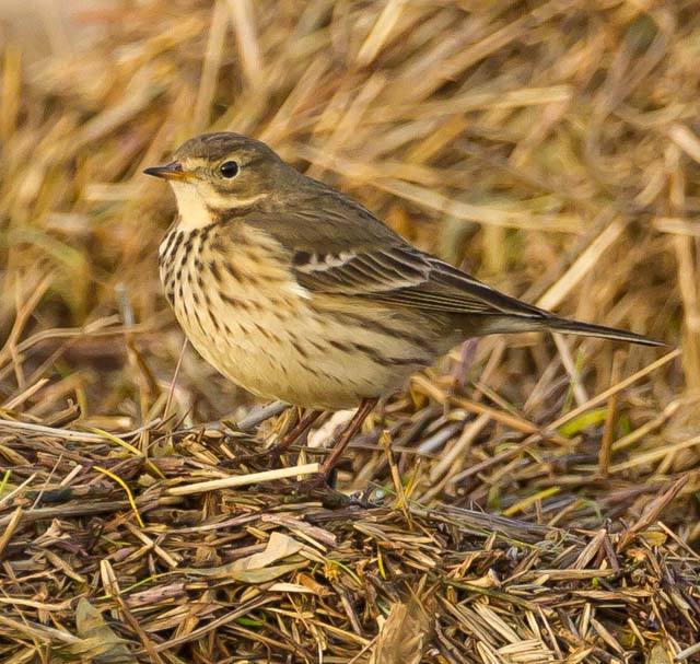 American Buff-bellied Pipit