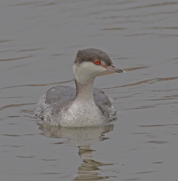 Slavonian Grebe