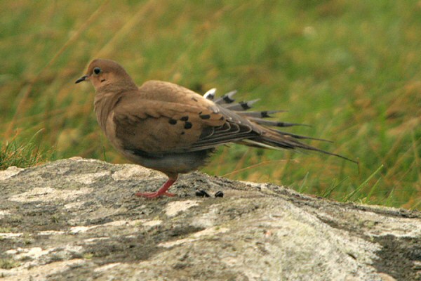 Mourning Dove
