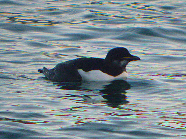 Brunnich's Guillemot