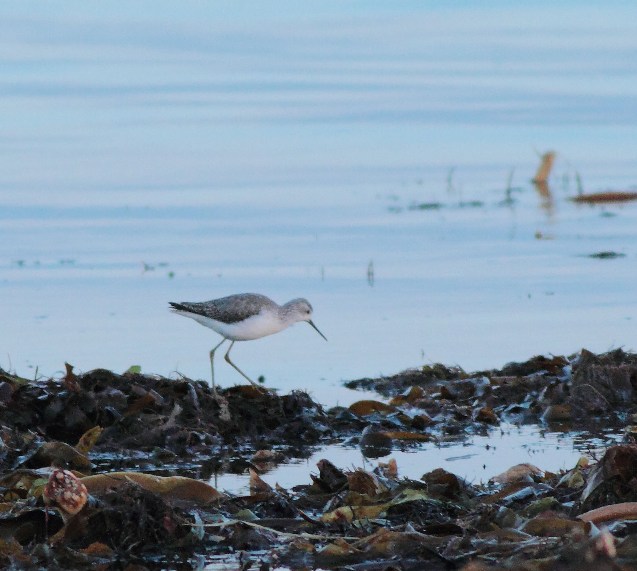 Marsh Sandpiper