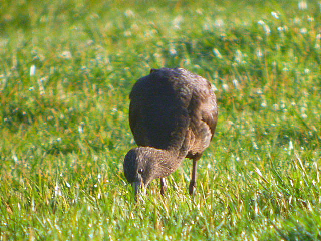 Glossy Ibis