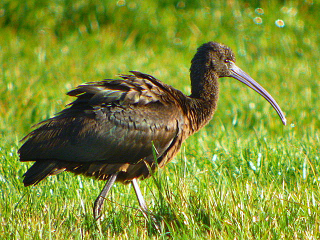 Glossy Ibis