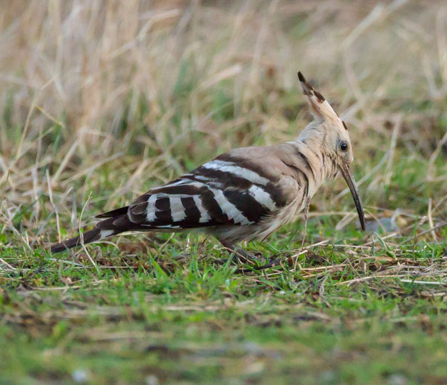 Hoopoe