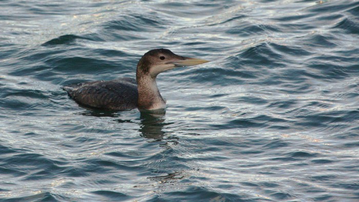 White-billed Diver