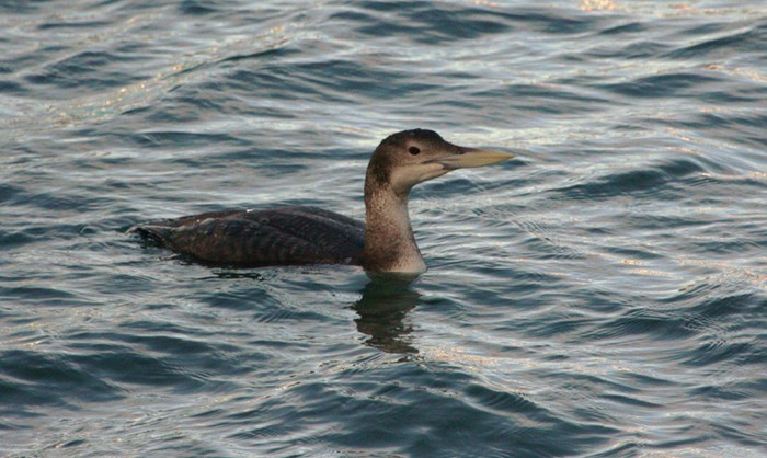 White-billed Diver