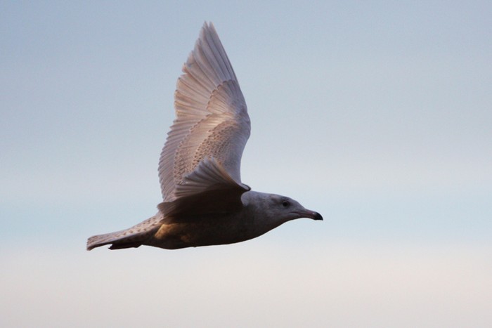 Glaucous Gull