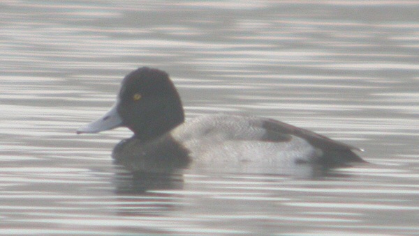Lesser Scaup