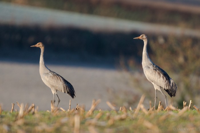 Common Crane