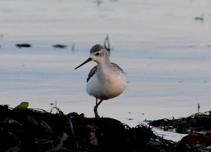 Marsh Sandpiper