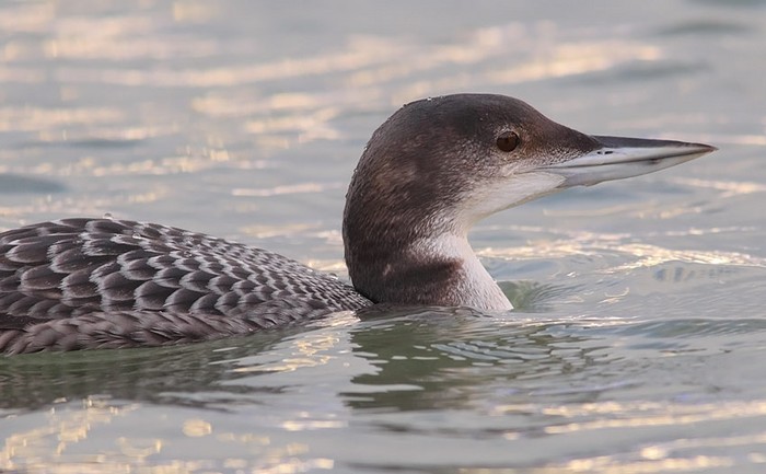 Great Northern Diver
