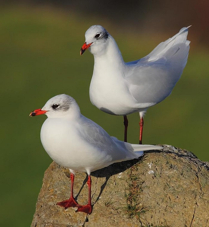 Mediterranean Gull