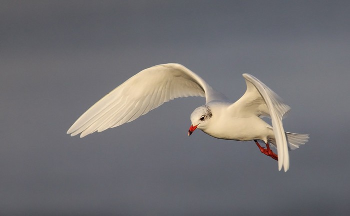 Mediterranean Gull