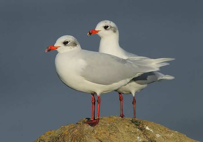 Mediterranean Gull