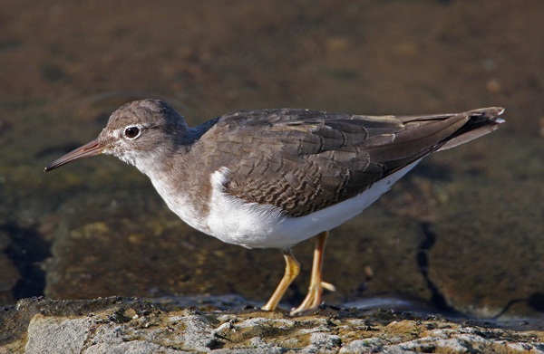 Spotted Sandpiper