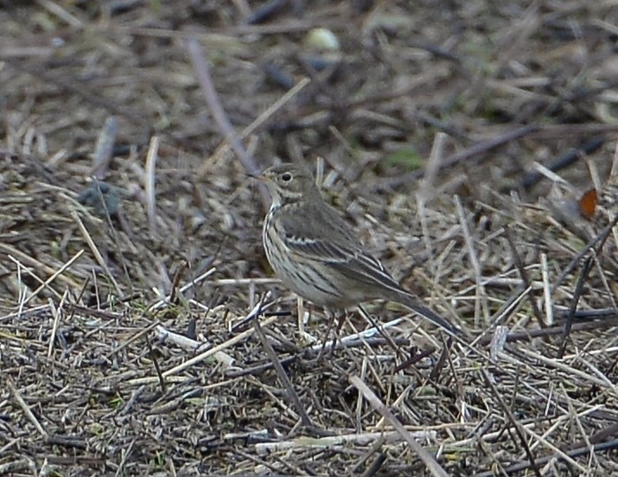 American Buff-bellied Pipit