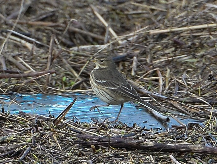 American Buff-bellied Pipit