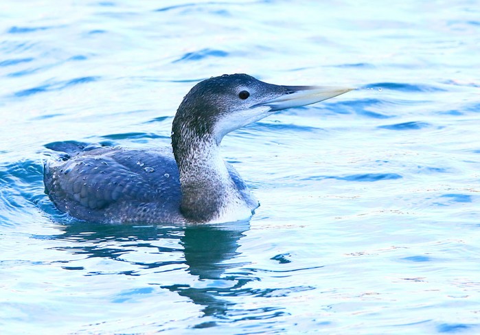 White-billed Diver