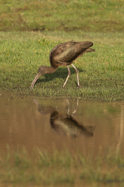 Glossy Ibis