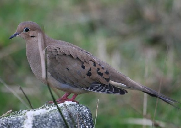 Mourning Dove
