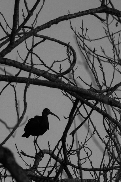 Glossy Ibis