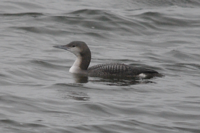 Black-throated Diver
