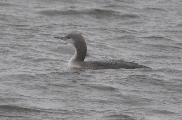 Black-throated Diver