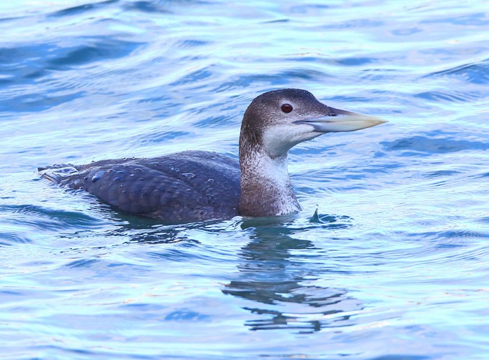 White-billed Diver
