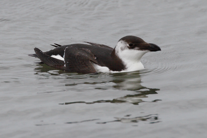 Razorbill