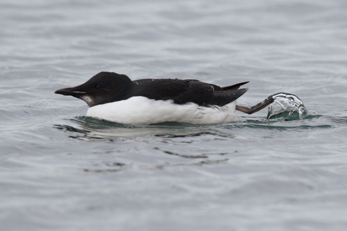 Brunnich's Guillemot