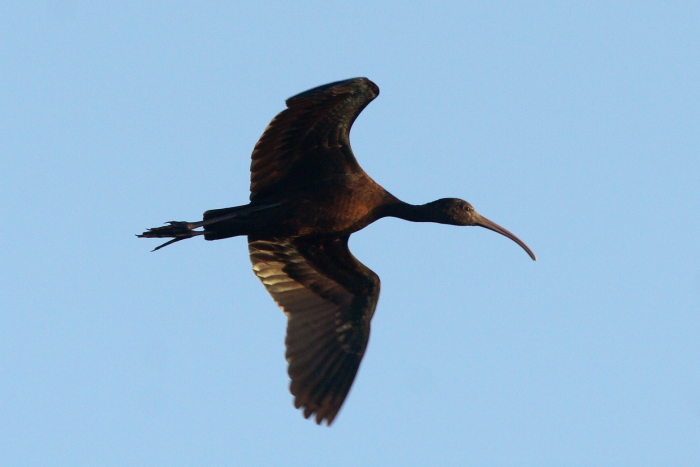 Glossy Ibis