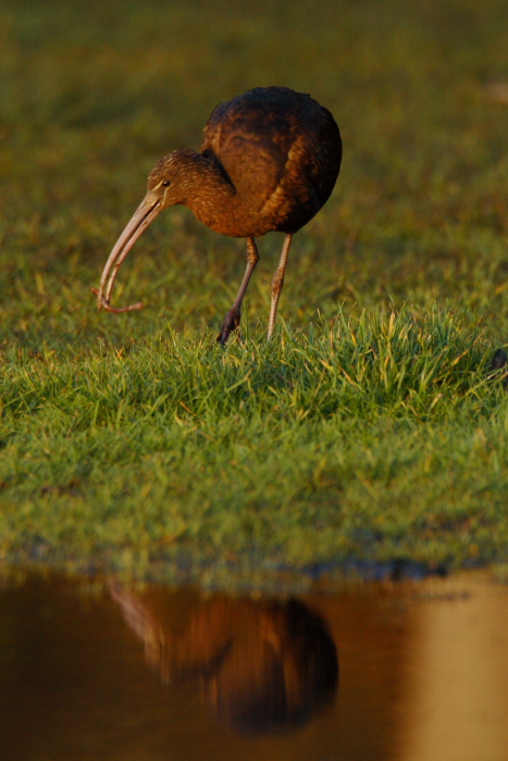 Glossy Ibis