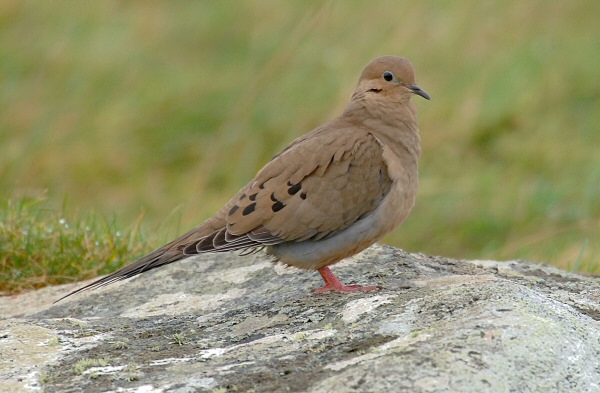 Mourning Dove