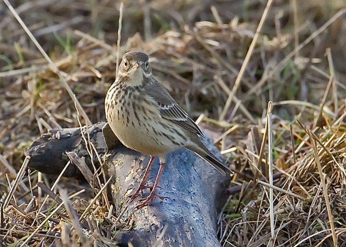 American Buff-bellied Pipit