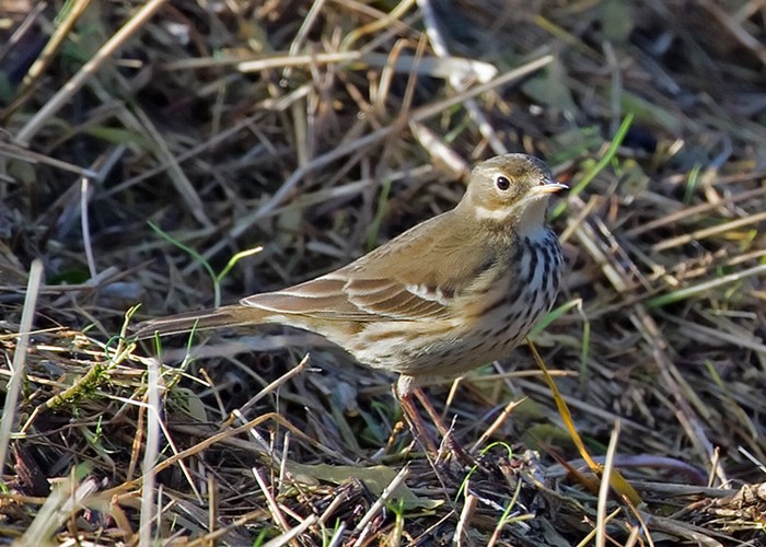 American Buff-bellied Pipit