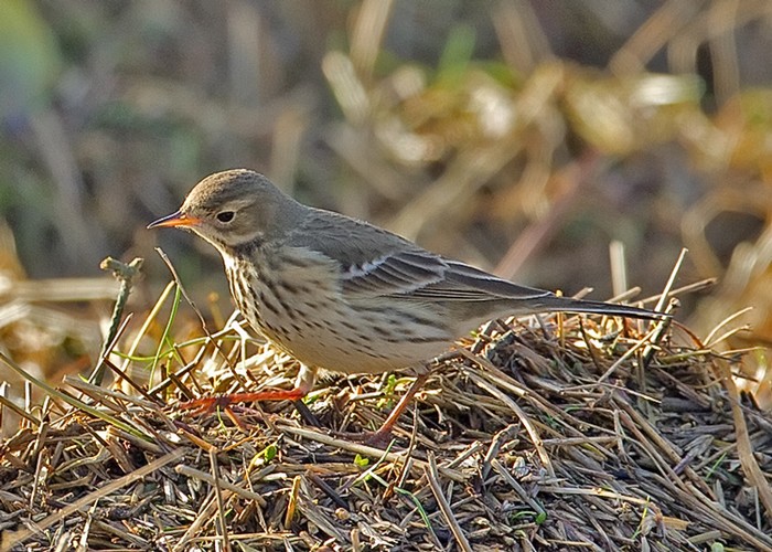 American Buff-bellied Pipit